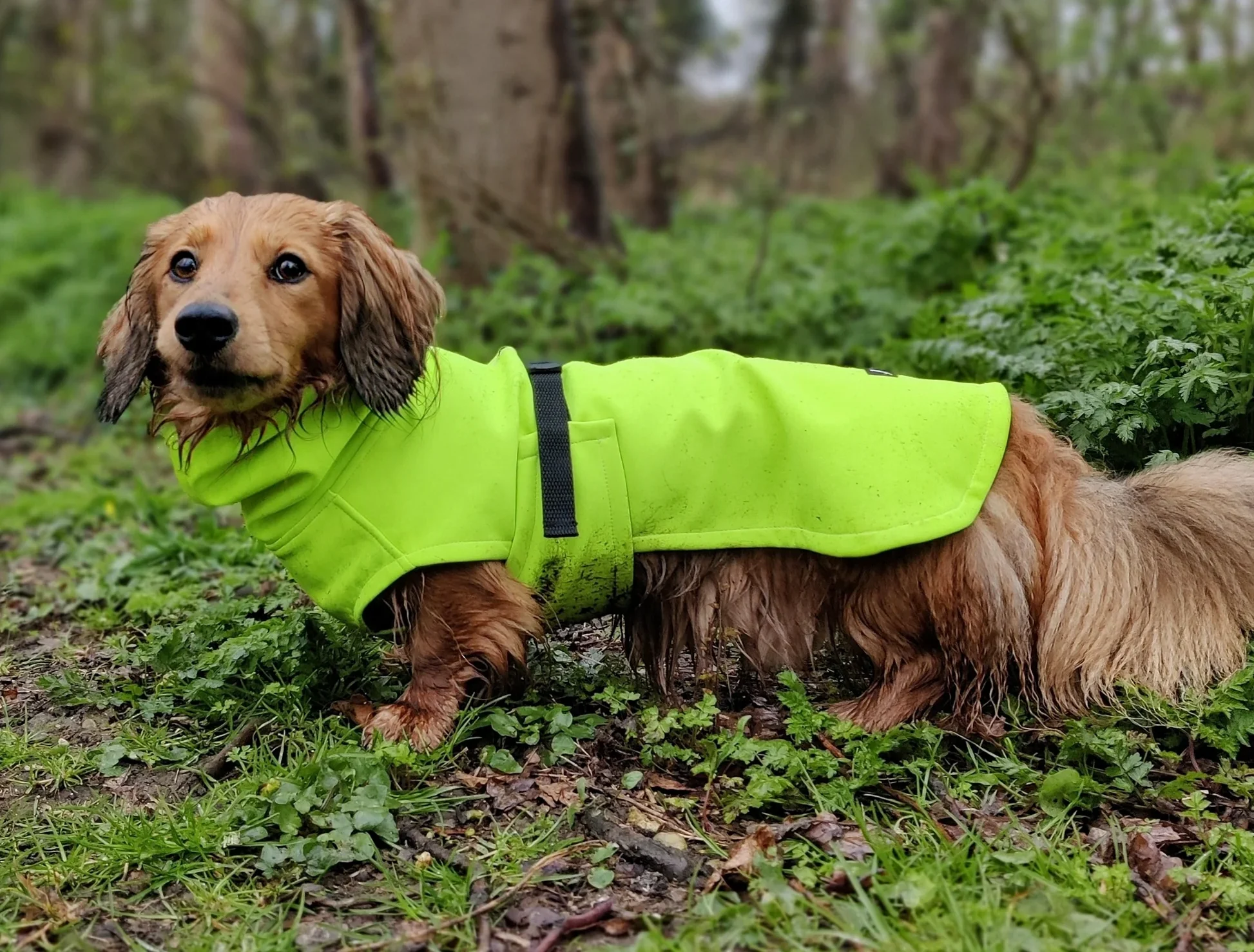 Dachshund Waterproof Coat – Identify The Reality About Them