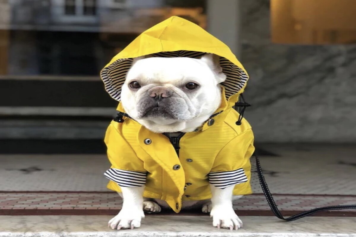 A Synopsis Of Dog Rain Coats